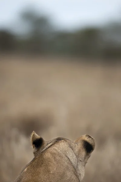 Rear view of Lioness in Serengeti, Tanzania, Africa — Stock Photo, Image