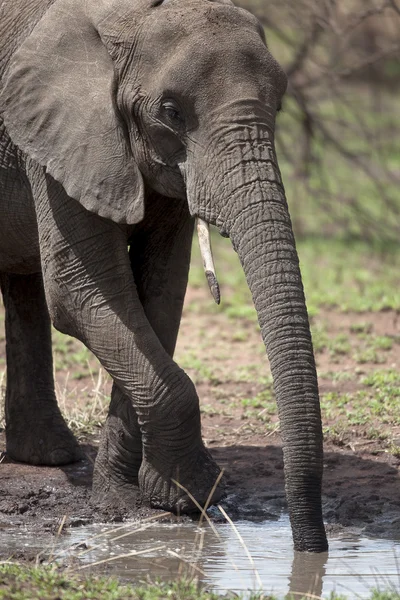 Słoń afrykański picia, serengeti, tanzania, serengeti national park, Afryka — Zdjęcie stockowe