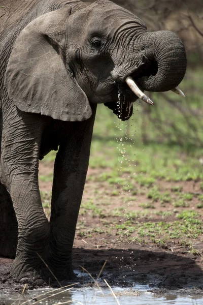 喝酒在塞伦盖蒂，坦桑尼亚，非洲的大象 — 图库照片
