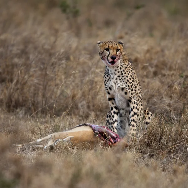 Cheetah sitting and eating prey, Serengeti National Park, Tanzania, Africa — Stock Photo, Image