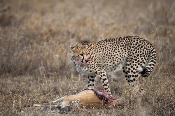 Gepard siedzi i je zdobycz, Park Narodowy Serengeti, Tanzania, Afryka — Zdjęcie stockowe