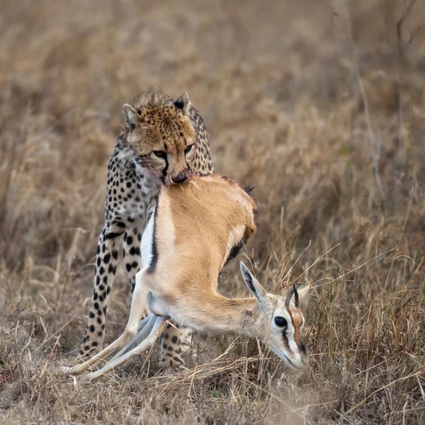 Cheetah sitter och äter byten, Serengeti National Park, Tanzania, Afrika — Stockfoto