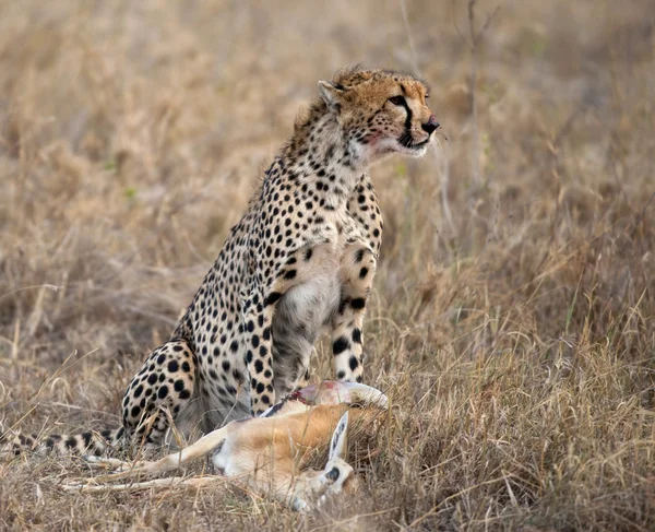 坐在和吃的猎物，塞伦盖蒂国家公园，坦桑尼亚，非洲猎豹 — 图库照片