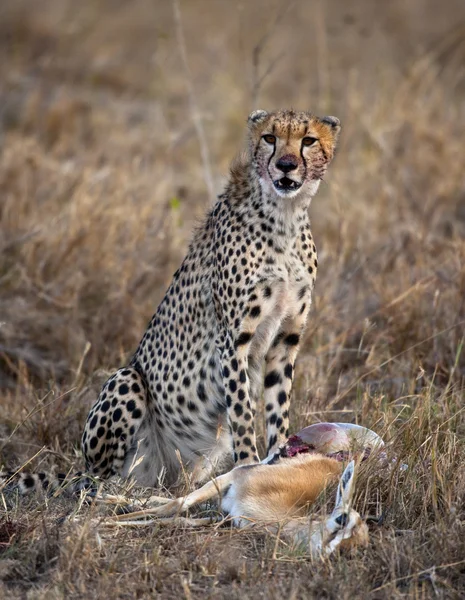 Gepárd ül és eszik zsákmány, Serengeti Nemzeti Park, Tanzánia, Afrika — Stock Fotó