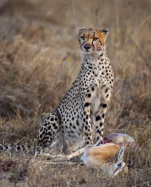 Gepárd ül és eszik zsákmány, Serengeti Nemzeti Park, Tanzánia, Afrika — Stock Fotó