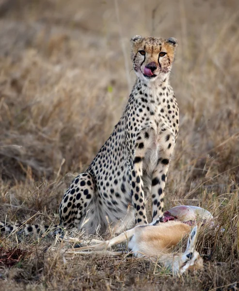 Gepard sedící a jedoucí kořist, Národní park Serengeti, Tanzanie, Afrika — Stock fotografie