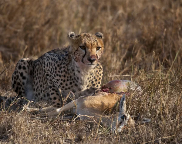Çita oturuyor ve avını yiyor, Serengeti Ulusal Parkı, Tanzanya, Afrika — Stok fotoğraf