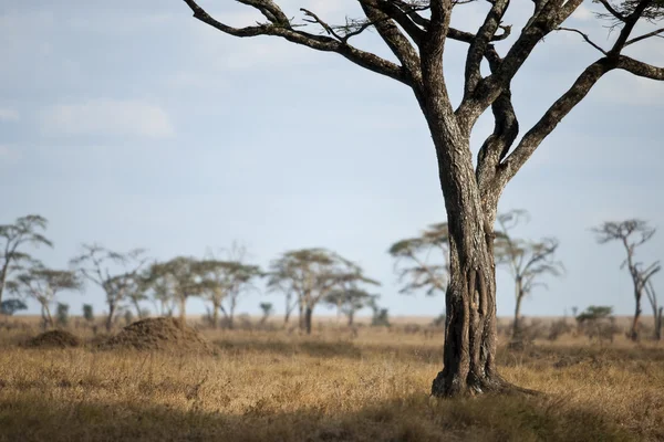 Paesaggio della pianura del Serengeti, Tanzania, Africa — Foto Stock
