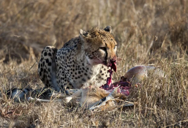 Cheetah zit en eet prooi, Serengeti National Park, Tanzania, Afrika — Stockfoto