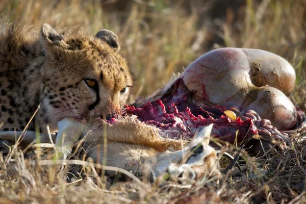 Cheetah sentado y comiendo presas, Parque Nacional del Serengeti, Tanzania, África —  Fotos de Stock