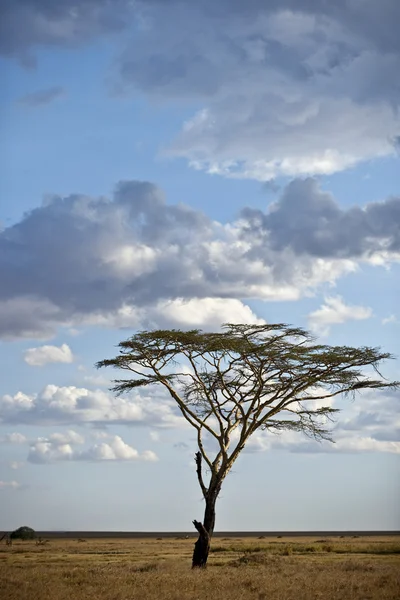Drzewo i krajobraz parku narodowego serengeti, serengeti, tanzan — Zdjęcie stockowe