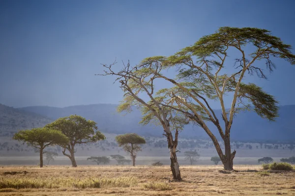 Paesaggio del Parco Nazionale del Serengeti, Serengeti, Tanzania — Foto Stock
