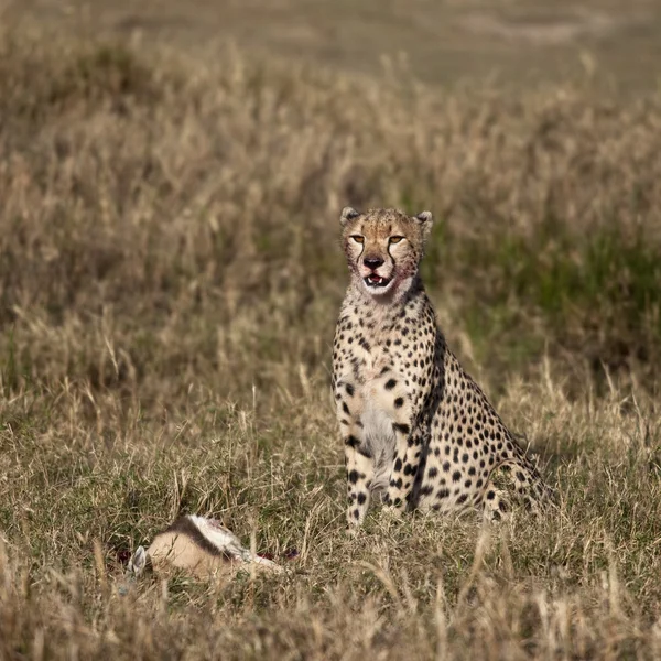 Çita oturuyor ve avını yiyor, Serengeti Ulusal Parkı, Tanzanya, Afrika — Stok fotoğraf