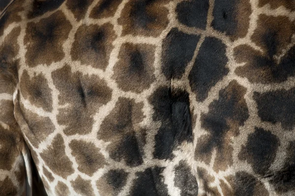 stock image Close-up of giraffe skin