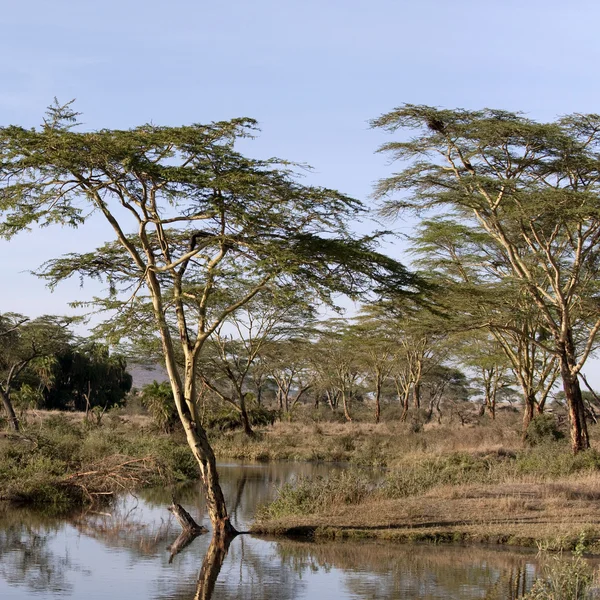 Rio Seronera, Parque Nacional Serengeti, Tanzânia, África — Fotografia de Stock