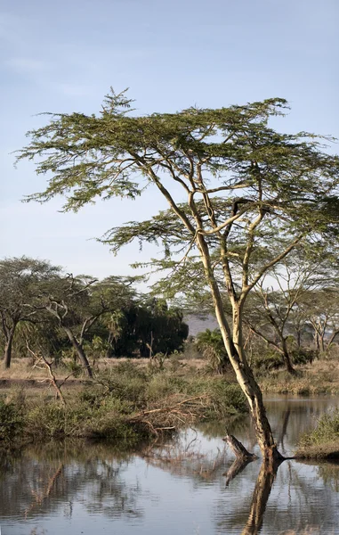 Seronera řeka v Africe serengeti, Tanzanie, — Stock fotografie