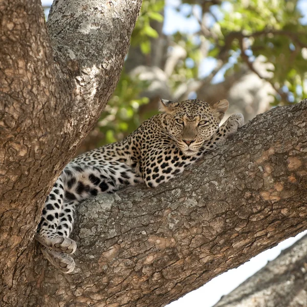 Леопард, лежащий на дереве — стоковое фото