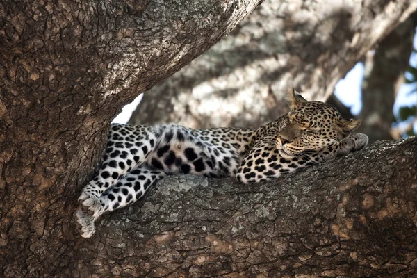 Леопард отдыхает на дереве, Серенгети, Танзания, Африка — стоковое фото