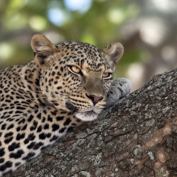 Close-up of a leopard lying in branch of tree — Stock Photo, Image