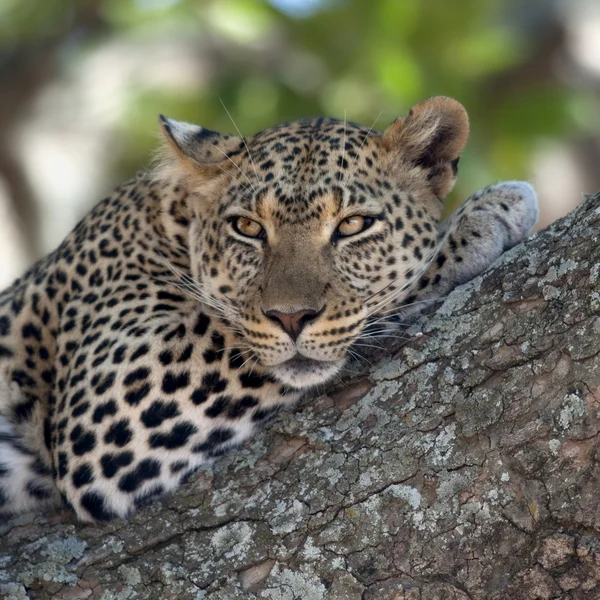 Крупный план леопарда, лежащего на ветке дерева — стоковое фото