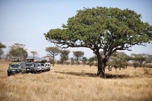 Транспортные средства на сафари в Национальном парке Серенгети, Серенгети, Танзания, Африка — стоковое фото