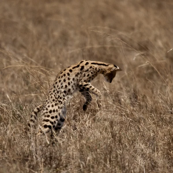 Serval jumping, Parco Nazionale del Serengeti, Serengeti, Tanzania — Foto Stock