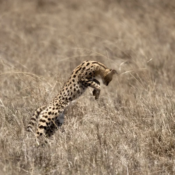 Serval leaping in Serengeti, Tanzania, Africa — Stock Photo, Image