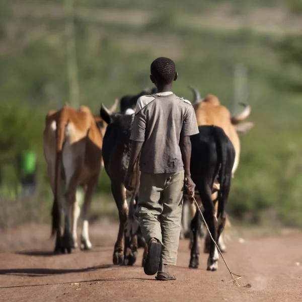 セレンゲティ国立公園の牛の群れと少年のリアビュー — ストック写真