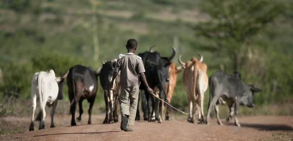 Вид сзади на мальчика со стадом скота, Национальный парк Серенгети — стоковое фото