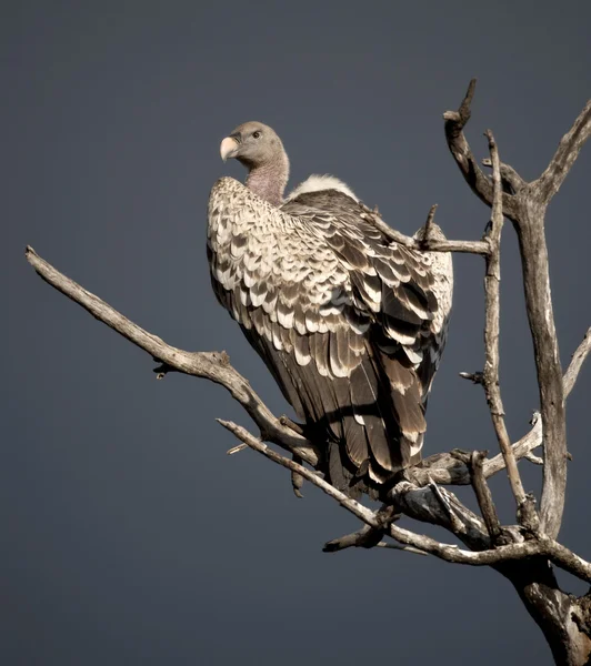 Vulture perched on tree in Serengeti, Tanzania, Africa — Stock Photo, Image