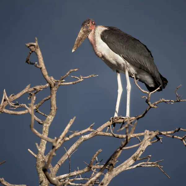Марабоу-Аист, Национальный парк Серенфели, Серенфели, Танзания, Афр — стоковое фото
