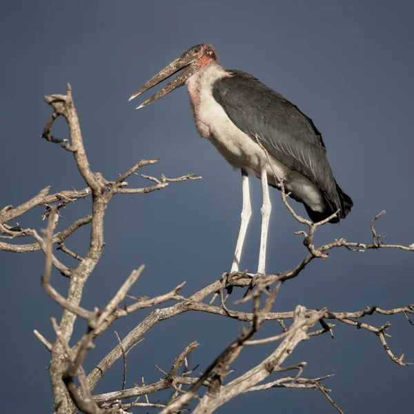 Marabou storch, serengeti nationalpark, serengeti, tansania, afr — Stockfoto