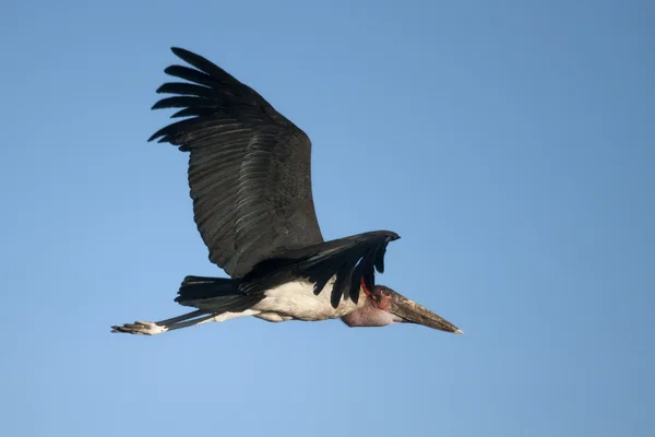 Marabou stork, serengeti nationalpark, serengeti, tanzania, afr — Stockfoto