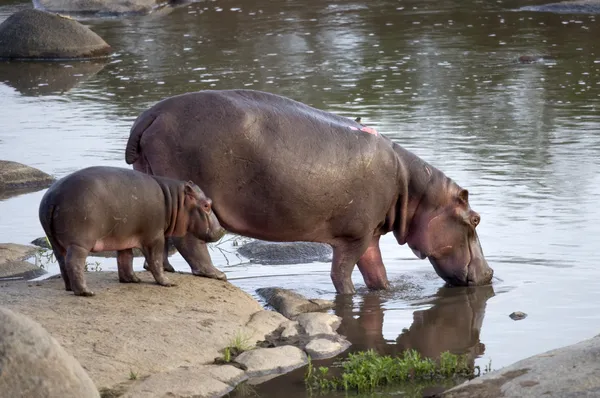 Hippo y su cachorro, Serengeti, Tanzania, África — Foto de Stock
