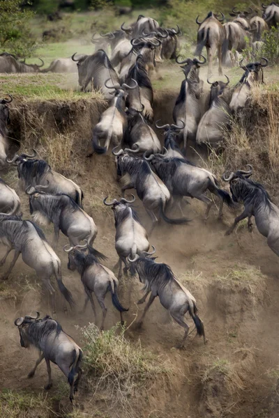 Wildebeest, Parque Nacional del Serengeti, Serengeti, Tanzania, África —  Fotos de Stock