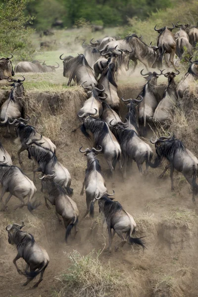 Wildebeest in esecuzione nel Serengeti, Tanzania, Africa — Foto Stock