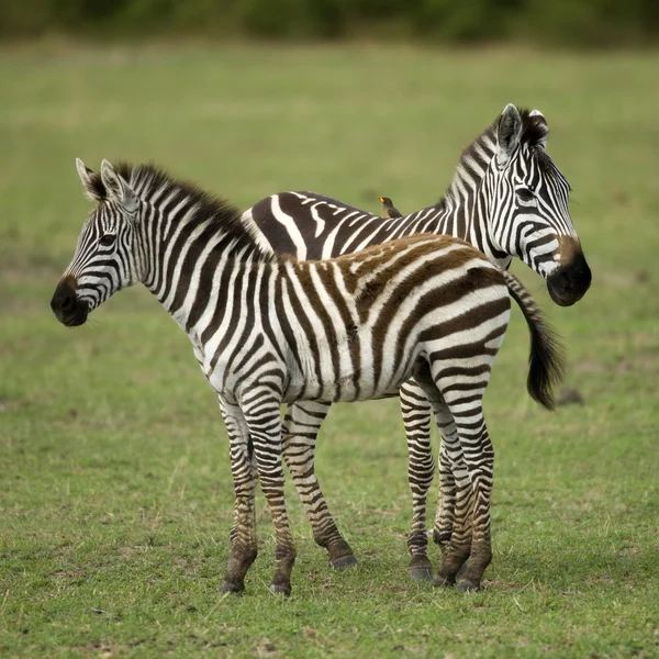 Две зебры, стоящие в поле травы — стоковое фото