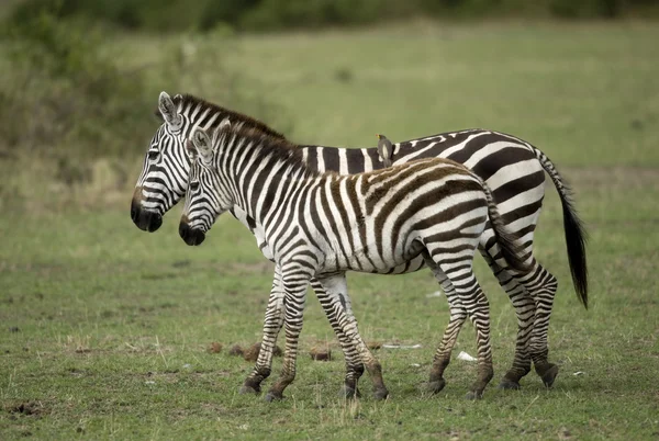 Zebra v serengeti, Tanzanie, Afrika — Stock fotografie
