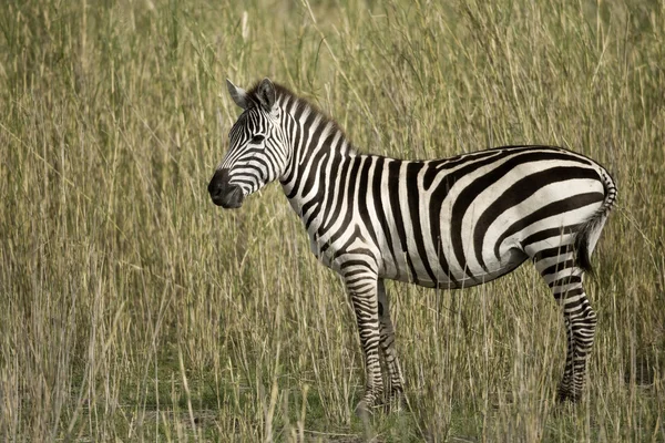 Zebra in der Serengeti, Tansania, Afrika — Stockfoto
