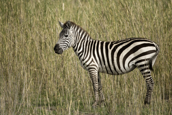 Zebra in Serengeti, Tanzania, Africa