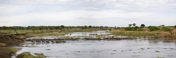 El ñus en el río en el Serengeti, Tanzania, África — Foto de Stock