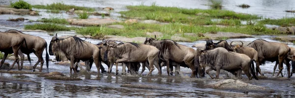 Wildebeest, Serengetin kansallispuisto, Serengeti, Tansania, Afrikka — kuvapankkivalokuva