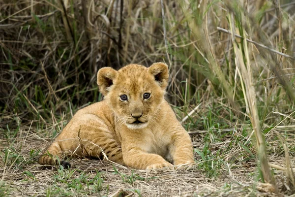 Widok z przodu lwiątko, park narodowy serengeti, serengeti, tanz — Zdjęcie stockowe