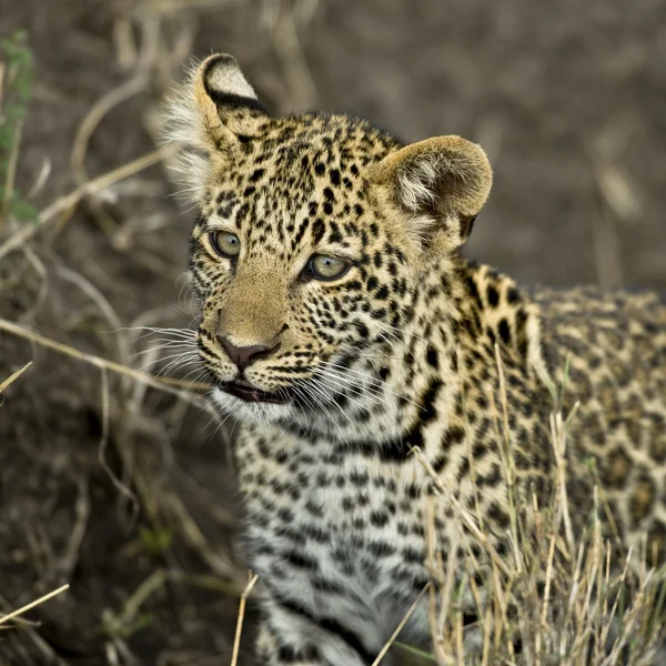 Primo piano di un leopardo, Parco Nazionale del Serengeti, Serengeti, Tanza — Foto Stock