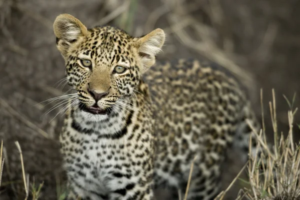 Junger Leopard in der Serengeti, Tansania, Afrika — Stockfoto