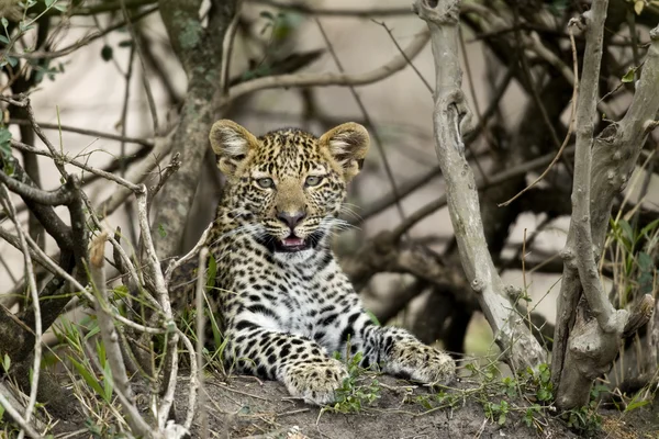 Junger Leopard in der Serengeti, Tansania, Afrika — Stockfoto