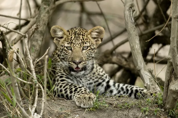 Закри leopard, Національний Парк Серенгеті: Серенгеті, Tanza — стокове фото