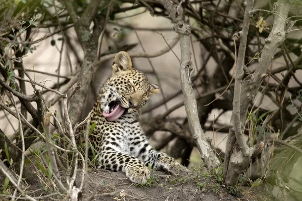 Młody Lampart ziewanie w serengeti, tanzania, Afryka — Zdjęcie stockowe