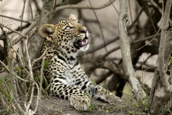 Молодой леопард в Серенгети, Танзания, Африка — стоковое фото
