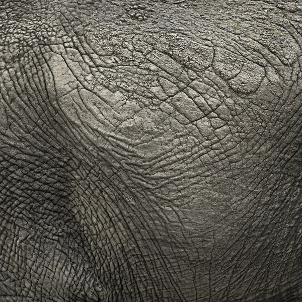 Nahaufnahme auf einem Elefantenfell — Stockfoto